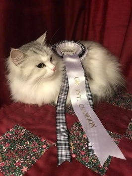 Nastasia är nu Grand International Champion! Nastasia är nu Grand International Champion!
