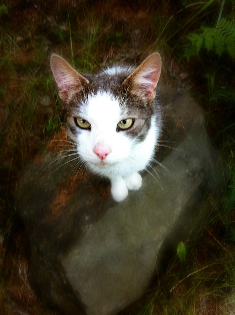 Söt kattkille Söt kattkille