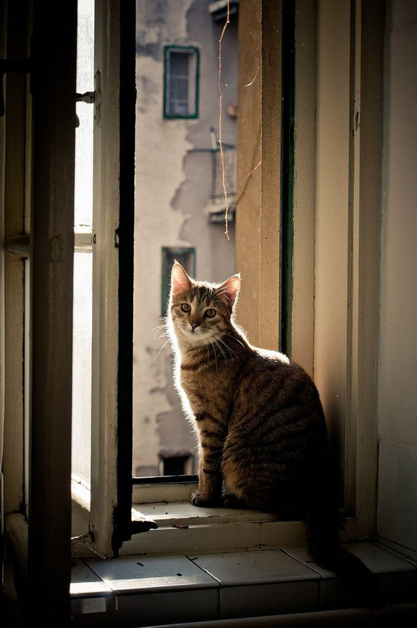 Katt i fönstret Katt i fönstret