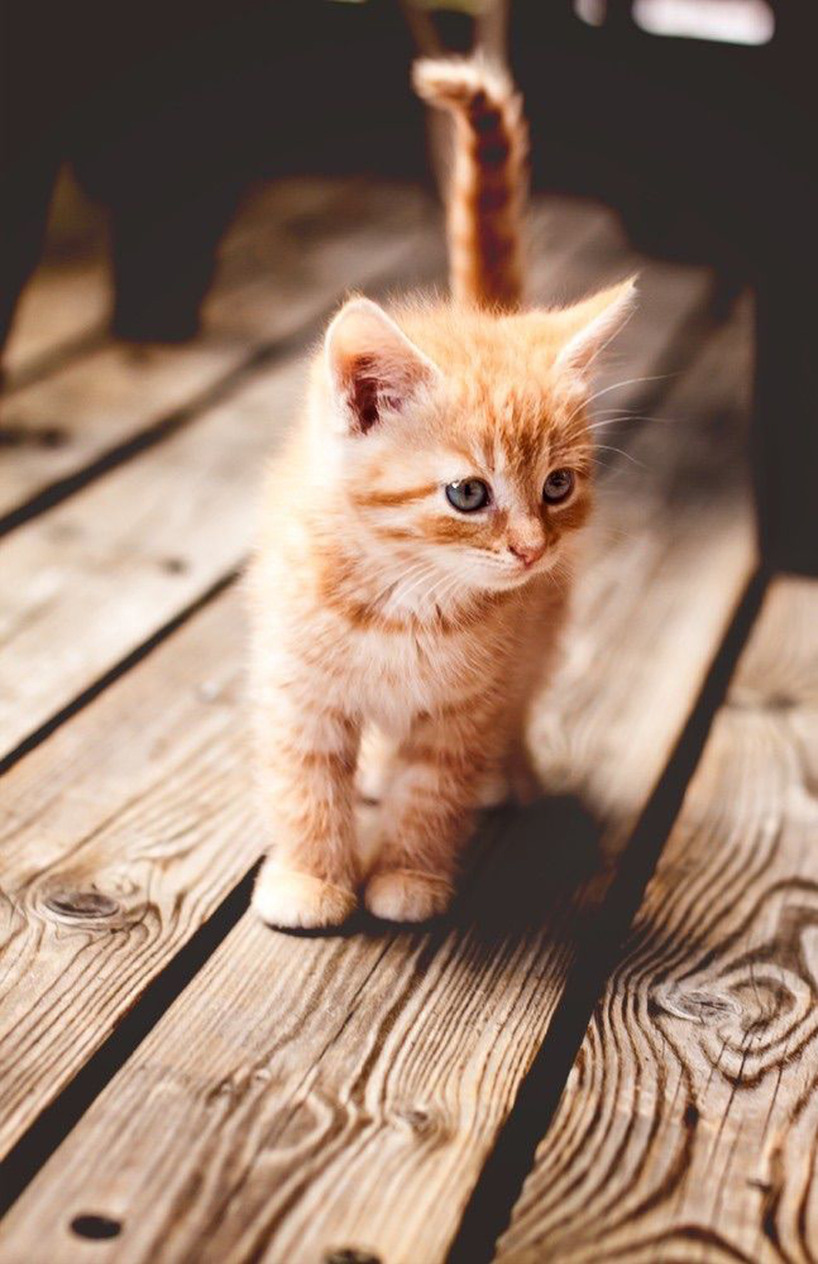 Kattunge Kattunge