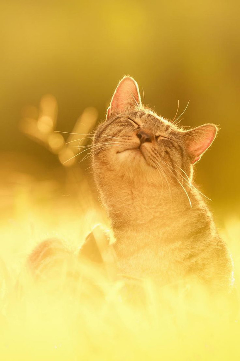 Katt i solen Katt i solen
