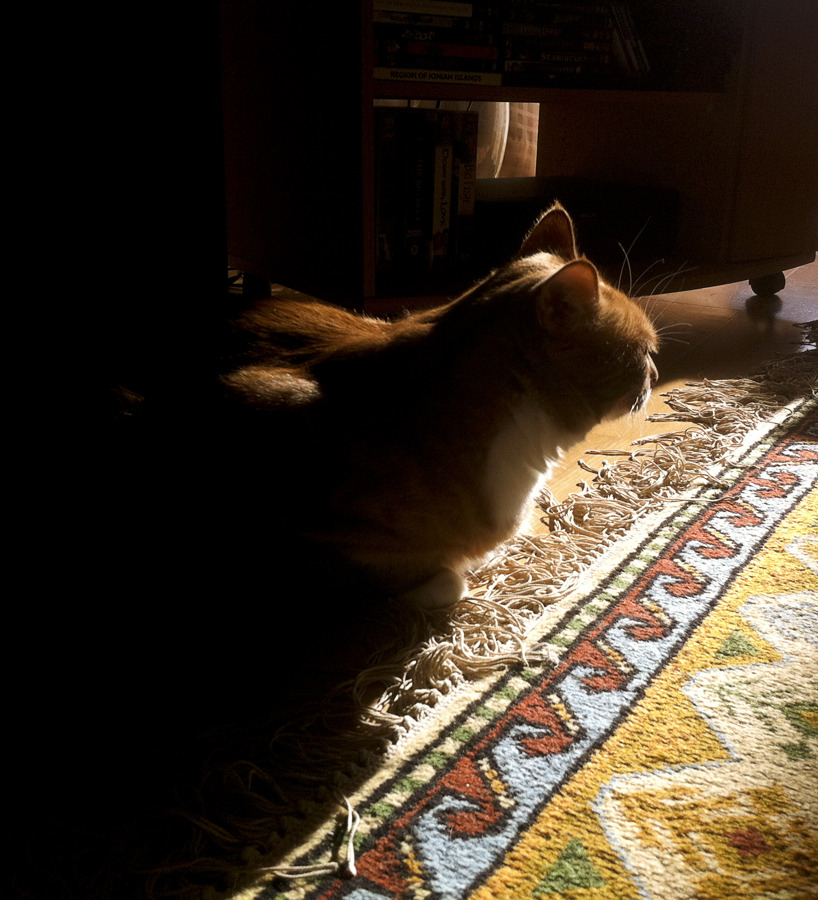 Katten Zingo Katten Zingo