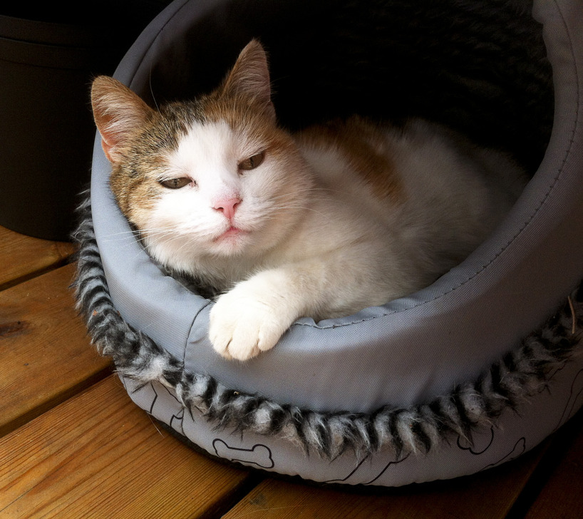 Katten Vicky Katten Vicky