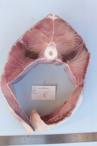 Ett färdigt tvärsnitt fotograferas med en linjal i bild för att bidra med en skala. Bild: David C. Bernvi. Ett färdigt tvärsnitt fotograferas med en linjal i bild för att bidra med en skala. Bild: David C. Bernvi.