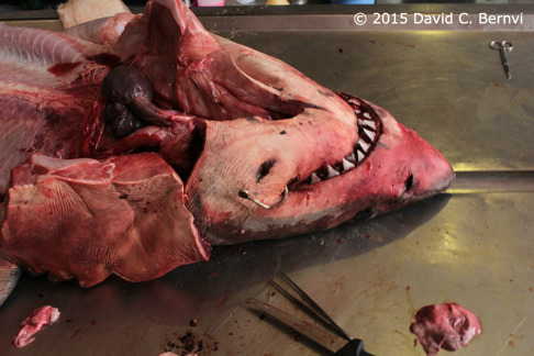 Under mina dissektioner av vithajar har jag även tittat närmare på vithajens sinnen. Många vithajar har fiskekrokar inbäddade i sina käkar som detta exemplar. Notera storleken på hjärtat. Bild: David C. Bernvi vid KZNSB. Under mina dissektioner av vithajar har jag även tittat närmare på vithajens sinnen. Många vithajar har fiskekrokar inbäddade i sina käkar som detta exemplar. Notera storleken på hjärtat. Bild: David C. Bernvi vid KZNSB.