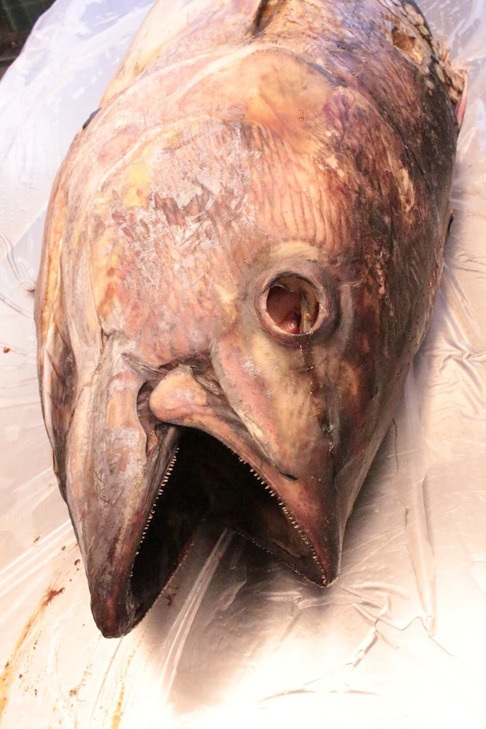 Huvudet utgör en stor del av tonfisken. Bild: David C. Bernvi från NRM. Huvudet utgör en stor del av tonfisken. Bild: David C. Bernvi från NRM.
