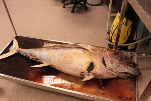 En öppning på högersidan av fisken. Bild: David C. Bernvi. En öppning på högersidan av fisken. Bild: David C. Bernvi.