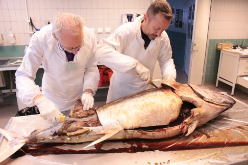 Erik Åhlander och Bo Delling skeletterar tonfisken. Bild: David C. Bernvi. Erik Åhlander och Bo Delling skeletterar tonfisken. Bild: David C. Bernvi.