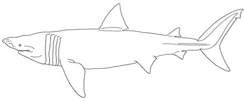 Brugd Cetorhinus maximus. Brugd Cetorhinus maximus.