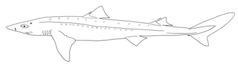 Pigghaj Squalus acanthias Pigghaj Squalus acanthias