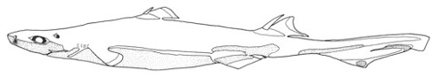 Blåkäxa Etmopterus spinax Blåkäxa Etmopterus spinax