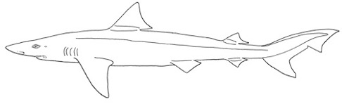 Gråhaj Galeorhinus galeus. Gråhaj Galeorhinus galeus.