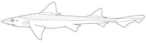 Nordlig hundhaj Mustelus asterias. Nordlig hundhaj Mustelus asterias.
