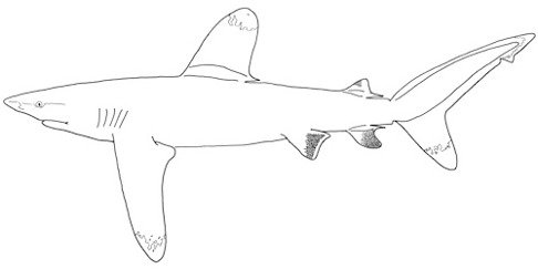 Vitfenad oceanhaj Carcharhinus longimanus. Vitfenad oceanhaj Carcharhinus longimanus.