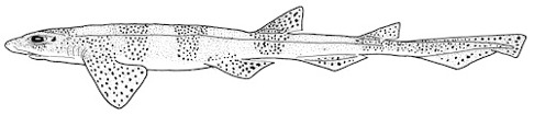 Småfläckig rödhaj Scyliorhinus canicula. Småfläckig rödhaj Scyliorhinus canicula.