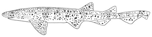 Storfläckig rödhaj Scyliorhinus stellaris. Storfläckig rödhaj Scyliorhinus stellaris.