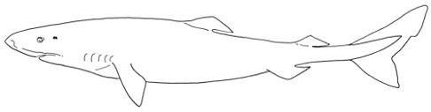 Håkäring Somniosus microcephalus. Håkäring Somniosus microcephalus.