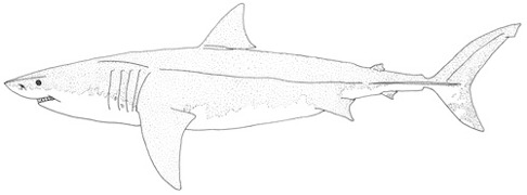Vithaj Carcharodon carcharias står bakom majoriteten av världens rapporterade hajangrepp. Totalt sett ca 314-350 beroende på hur man räknar. Vithaj Carcharodon carcharias står bakom majoriteten av världens rapporterade hajangrepp. Totalt sett ca 314-350 beroende på hur man räknar.