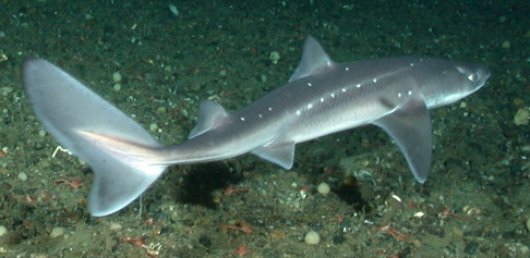 Pigghaj Squalus acanthias. Bild: NOAA. Pigghaj Squalus acanthias. Bild: NOAA.