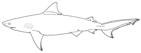 Tjurhaj är en av de vanligaste hajarterna i Texas. Illustration: David C. Bernvi. Tjurhaj är en av de vanligaste hajarterna i Texas. Illustration: David C. Bernvi.