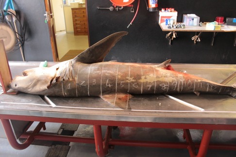 Denna vithaj kan delas in i 13 tvärsnitt vilket är ovanligt. Vissa vithajar har en annorlunda kroppsproportion. Bild: David C. Bernvi. Denna vithaj kan delas in i 13 tvärsnitt vilket är ovanligt. Vissa vithajar har en annorlunda kroppsproportion. Bild: David C. Bernvi.
