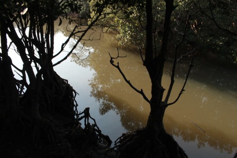 Mangroveskogen var ganska tät men krokodiler var sällsynta. Bild: David C. Bernvi. Mangroveskogen var ganska tät men krokodiler var sällsynta. Bild: David C. Bernvi.