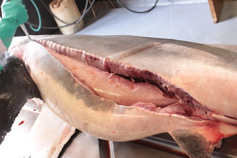 Vithajen öppnas upp för första gången och levern blir synlig. Bild: David C. Bernvi vid KZNSB. Vithajen öppnas upp för första gången och levern blir synlig. Bild: David C. Bernvi vid KZNSB.