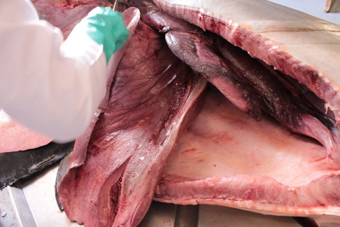 Levern (till vänster) består av två stora leverlober och de är kraftigt vaskulära. Om temperaturen i levern är förhöjd bör oljan squalen som finns i levern som bidrar med flytkraft expandera vilket skulle innebära ännu mer flytkraft än hos hajar som är ektoterma. Till höger syns magsäck och spiraltarm. Bild: David C. Bernvi vid KZNSB. Levern (till vänster) består av två stora leverlober och de är kraftigt vaskulära. Om temperaturen i levern är förhöjd bör oljan squalen som finns i levern som bidrar med flytkraft expandera vilket skulle innebära ännu mer flytkraft än hos hajar som är ektoterma. Till höger syns magsäck och spiraltarm. Bild: David C. Bernvi vid KZNSB.