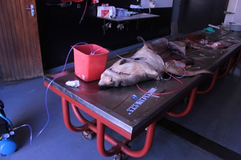 Här testar vi en ny pump för att injicera flytande latex i blodsystemet. Vi fick bygga ett eget system eftersom det är första gången det görs på vithaj. Bild: David C. Bernvi. Här testar vi en ny pump för att injicera flytande latex i blodsystemet. Vi fick bygga ett eget system eftersom det är första gången det görs på vithaj. Bild: David C. Bernvi.