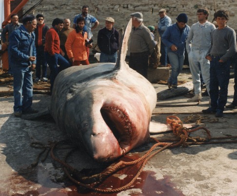Denna enorma vithaj kan enkelt svälja en människa hel. Den fångades 1987 i Medelhavet utanför Favigana. Det rörde sig om en hona som vägde 2,35 ton och var 5,35 meter lång. Vid 13 tillfällen har man hittat männskliga kvarlevor i magsäcken hos vithaj i Medelhavet. Vid ett tillfället hitttades en hel sjöbregraven sjöman i magsäcken. Bild: Giuseppe Guarassi. Denna enorma vithaj kan enkelt svälja en människa hel. Den fångades 1987 i Medelhavet utanför Favigana. Det rörde sig om en hona som vägde 2,35 ton och var 5,35 meter lång. Vid 13 tillfällen har man hittat männskliga kvarlevor i magsäcken hos vithaj i Medelhavet. Vid ett tillfället hitttades en hel sjöbregraven sjöman i magsäcken. Bild: Giuseppe Guarassi.