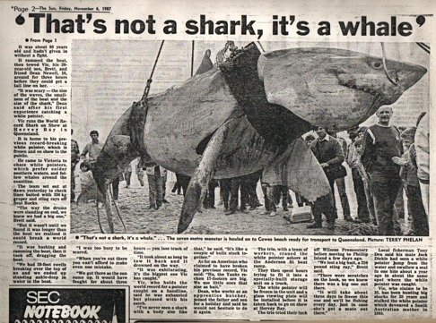 Denna vithaj fångades 1987 av hajfiskaren Vic Hislop vid Phillip Island, i Victoria, Australien och sägs vara omkring 6 meter lång och väga över 2 ton. Denna vithaj fångades 1987 av hajfiskaren Vic Hislop vid Phillip Island, i Victoria, Australien och sägs vara omkring 6 meter lång och väga över 2 ton.