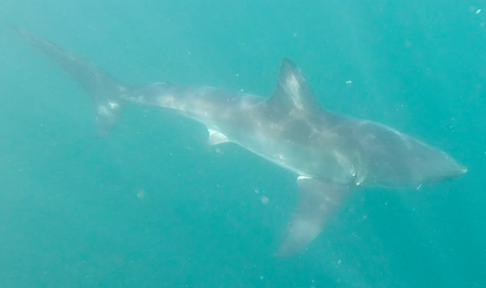 En vithaj kommer fram ur havsdjurpet. Den vita undersidan medför att hajen smälter in i havet. Bild: David C. Bernvi. En vithaj kommer fram ur havsdjurpet. Den vita undersidan medför att hajen smälter in i havet. Bild: David C. Bernvi.