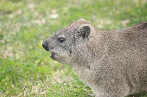 Klippgrävling är ett gnagarlikande dägddjur som lever i bergen i Sydafrika. De är inte nära släkt med gnagare utan elefanter, det kan man inte tro. Bild: David C. Bernvi. Klippgrävling är ett gnagarlikande dägddjur som lever i bergen i Sydafrika. De är inte nära släkt med gnagare utan elefanter, det kan man inte tro. Bild: David C. Bernvi.
