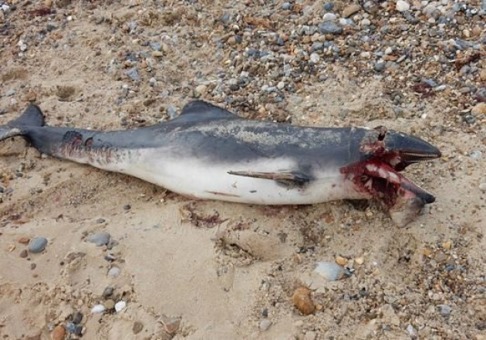 En död tumlare hittad vid Happisburgh utan uppenbara tecken på anfall av vithaj. Bild:: Twitter/@NorfolkToo En död tumlare hittad vid Happisburgh utan uppenbara tecken på anfall av vithaj. Bild:: Twitter/@NorfolkToo