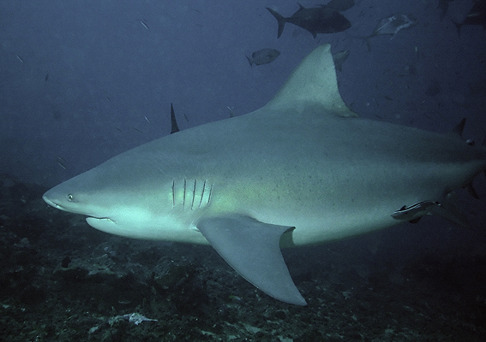 Tjurhaj Carcharhinus leucas. Tjurhaj Carcharhinus leucas.