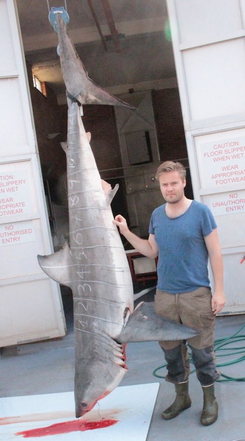 Jag (David Bernvi) med 2,7 meter lång vithaj som användes för forskning vid KwaZulu-Natal Sharks Board. Jag (David Bernvi) med 2,7 meter lång vithaj som användes för forskning vid KwaZulu-Natal Sharks Board.
