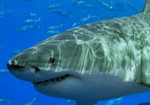 Flera vithajangrepp har skett i Western Australia och även detta angrepp misstänks vara utfört av en vithaj. Bild: Terry Goss. Flera vithajangrepp har skett i Western Australia och även detta angrepp misstänks vara utfört av en vithaj. Bild: Terry Goss.