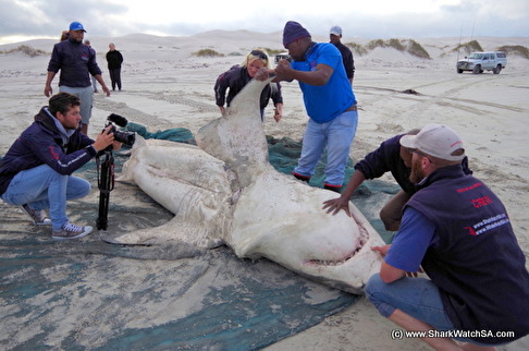 Vithajen var 4,9 meter lång och den största som dissekerats i Sydafrika. Späckhuggarna tycks ha blivit leverätare på vithaj, vad jag kallar hepatovorer. Bild: Marine Dynamics. Vithajen var 4,9 meter lång och den största som dissekerats i Sydafrika. Späckhuggarna tycks ha blivit leverätare på vithaj, vad jag kallar hepatovorer. Bild: Marine Dynamics.