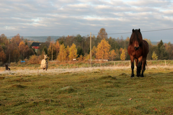 Hästarna blev nyfikna och kom fram och nosade, kameran var speciellt spännande. Hästarna blev nyfikna och kom fram och nosade, kameran var speciellt spännande.