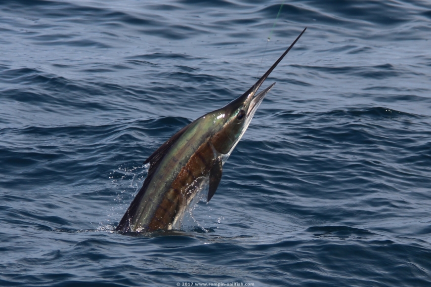 Sailfish fishing kuala rompin malaysia Sailfish fishing kuala rompin malaysia