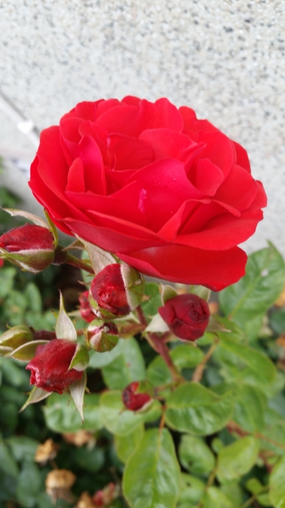 Skolans rosor planterades då skolan startade 1953. De blommar in i november varje år. Skolans rosor planterades då skolan startade 1953. De blommar in i november varje år.