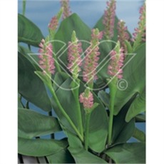 vattenväxter pontaderia rosa, dammväxter, sumpväxter, bygga damm, oase vattenväxter pontaderia rosa, dammväxter, sumpväxter, bygga damm, oase
