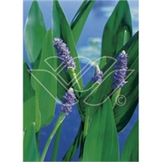 vattenväxter pontaderia, sumpväxter, dammväxter, bygga damm, oase vattenväxter pontaderia, sumpväxter, dammväxter, bygga damm, oase