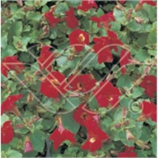 vattenväxter gyckelblomster, dammväxter, sumpväxter, bygga damm, oase vattenväxter gyckelblomster, dammväxter, sumpväxter, bygga damm, oase