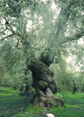 Olivolja Olivolja