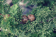 Cypresshydrolat Cypresshydrolat