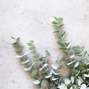 Eukalyptushydrolat / Eucalyptushydrolat Eukalyptushydrolat / Eucalyptushydrolat