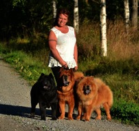 Me- Anna-Lena with three of our chows. From left Sofia, Doncho and Ella. This picture has also been in swedish dogmagazine "Härliga Hund" Me- Anna-Lena with three of our chows. From left Sofia, Doncho and Ella. This picture has also been in swedish dogmagazine "Härliga Hund"