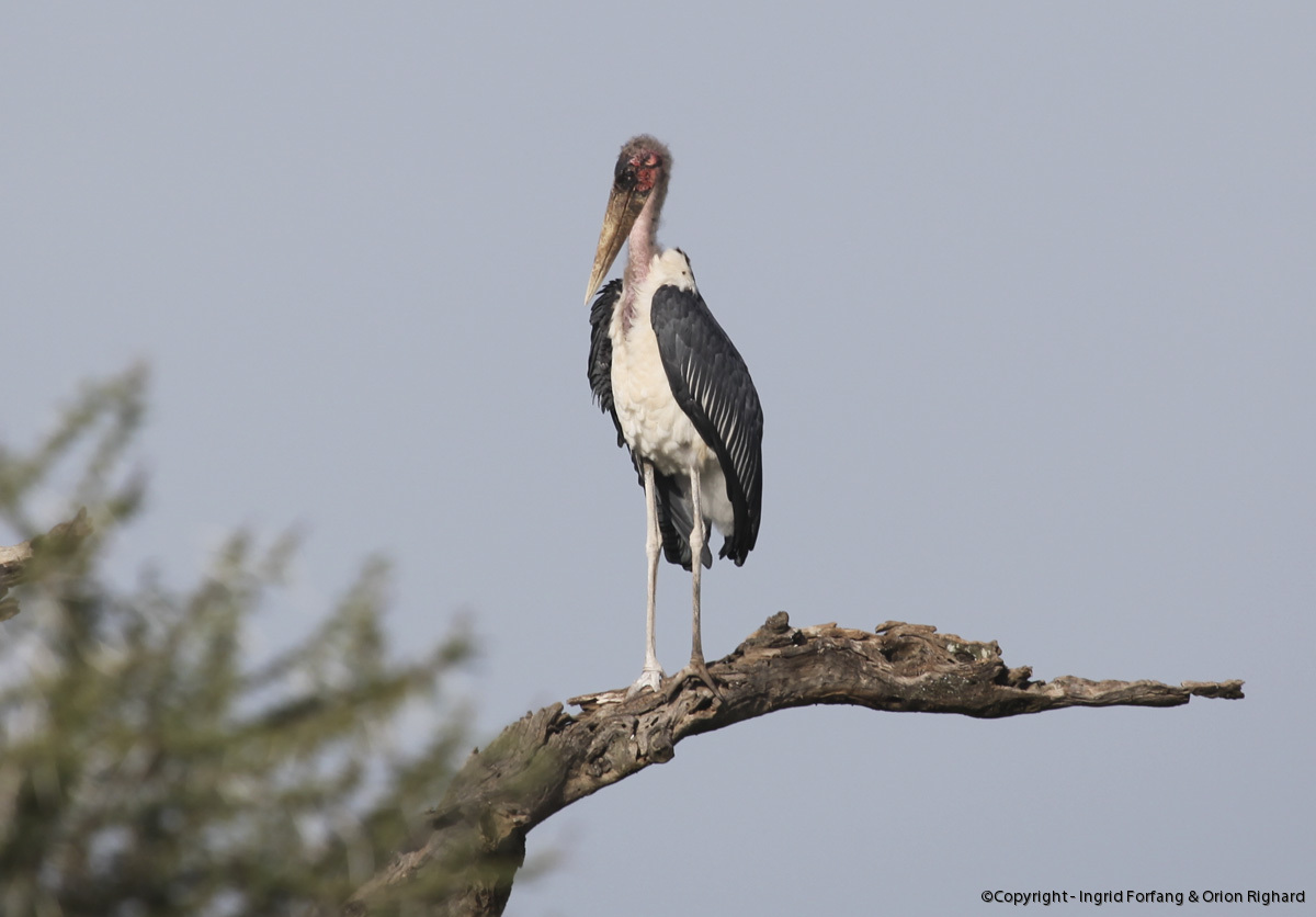 african birds askart ingrid forfang and orion righard african birds askart ingrid forfang and orion righard