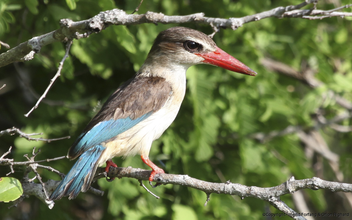 african birds askart ingrid forfang and orion righard african birds askart ingrid forfang and orion righard